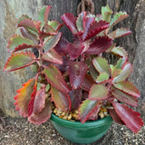 Kalanchoe Live Plant, Kalanchoe Mother of Thousands, Variegated Succulent Houseplant Indoor, 2 Inch Pot (Red)