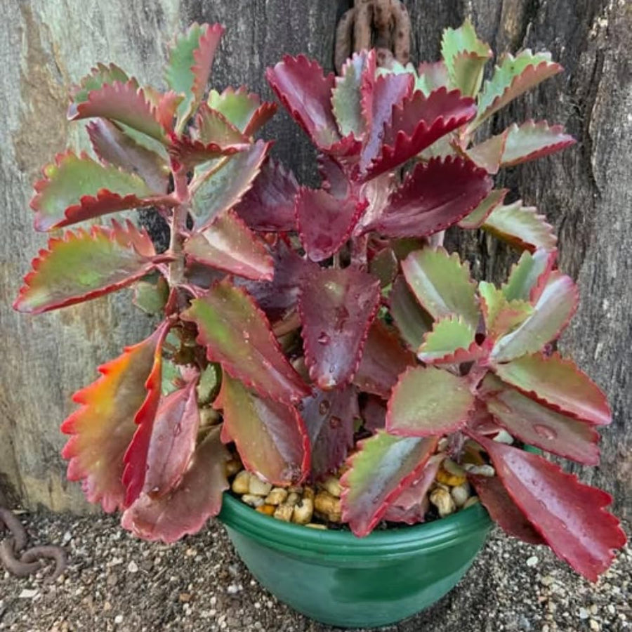 Kalanchoe Live Plant, Kalanchoe Mother of Thousands, Variegated Succulent Houseplant Indoor, 2 Inch Pot (Red)