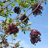 Elderberry Plants Live for Planting, Black Elderberry Tree in 1 Gallon Pot, 2-3 Feet Tall, Edible Fruit for Outdoor Garden