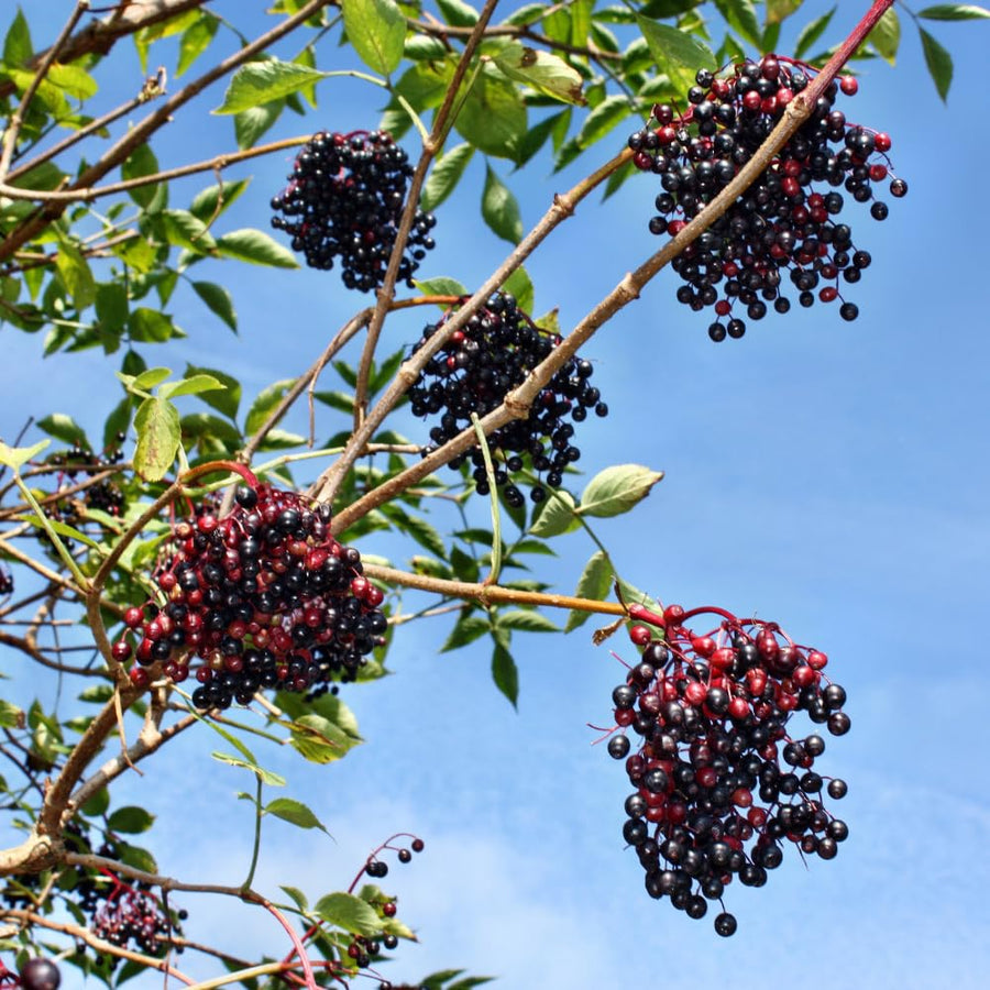 Elderberry Plants Live for Planting, Black Elderberry Tree in 1 Gallon Pot, 2-3 Feet Tall, Edible Fruit for Outdoor Garden