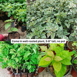 Set of 2 Trailing Bougainvillea Plants Live, Dark Purple Bougainvillea Flowering Vines, 5-10” Tall, Well-Rooted Bougainvillea