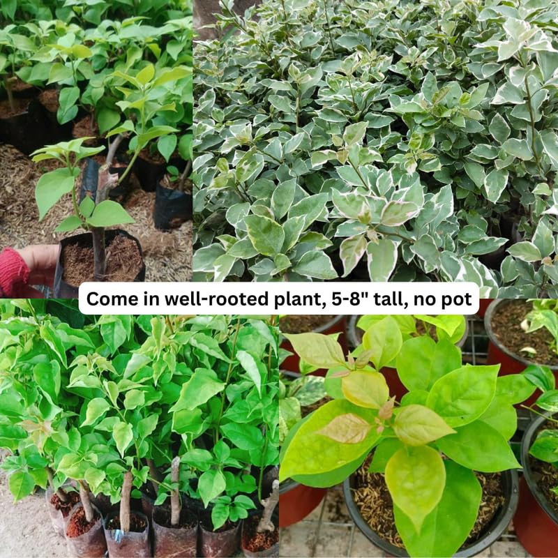 Set of 2 Trailing Bougainvillea Plants Live, Dark Purple Bougainvillea Flowering Vines, 5-10” Tall, Well-Rooted Bougainvillea