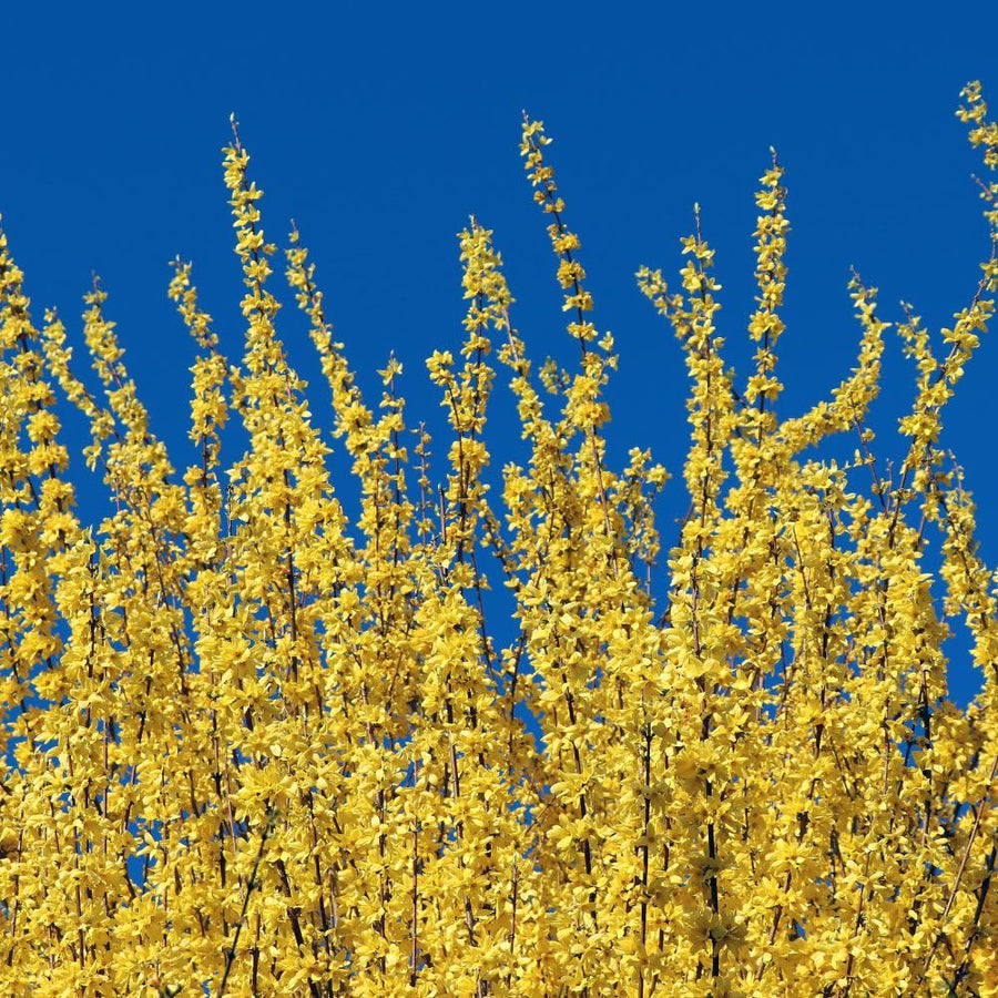 Gold Forsythia Live Plant in 2.5 Inch Pot, Forsythia Plant Live, Hardy Yellow Flowering Shrub for Outdoor Gardens