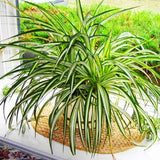 Curly Spider Plant Live, Variegated Houseplant in 4 Inch Pot, Ready to Grow Indoors or Outdoors