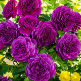 Deep Purple Climbing Rose Live Plant, Fragrant Rose Bush Ready to Plants, Zone 5 to 9, Size 5 to 7 Inches and Bare Root