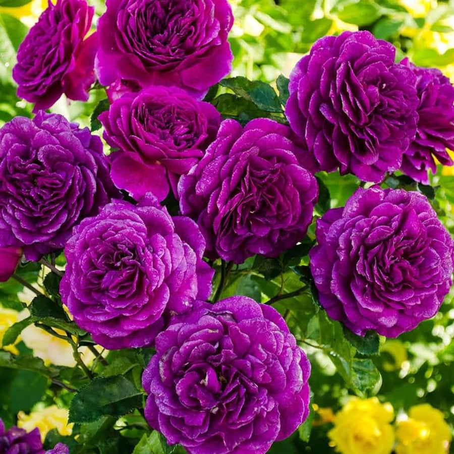 Deep Purple Climbing Rose Live Plant, Fragrant Rose Bush Ready to Plants, Zone 5 to 9, Size 5 to 7 Inches and Bare Root