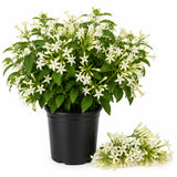 Live Night Blooming Jasmine Plant, Well Rooted Jasmine Vine in Gallon Pot, Extremely Fragrant, Hardy, Indoor Outdoor Planting