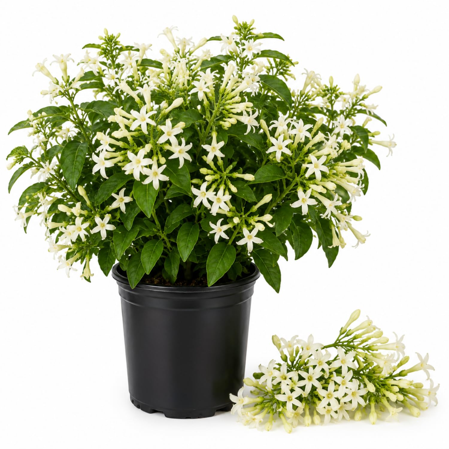 Live Night Blooming Jasmine Plant, Well Rooted Jasmine Vine in Gallon Pot, Extremely Fragrant, Hardy, Indoor Outdoor Planting
