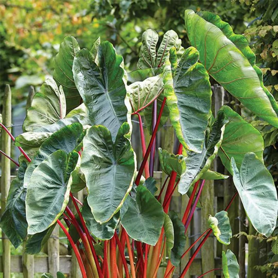 3 Colocasia Plants Live, Elephant Ear Caladium Esculenta Plants, 5 to 8 Inc Tall (Green Leaf Red Stem)