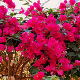 Red Purple Bougainvillea Tree Live Plant, 1 Year Old Ready to Plant Outdoor, Very Hardy