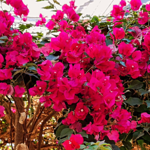 Red Purple Bougainvillea Tree Live Plant, 1 Year Old Ready to Plant Outdoor, Very Hardy