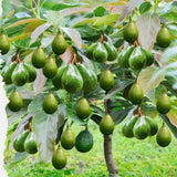 1.5 Years Old HASS Avocado Tree Live Plant for Indoor Outdoor Fruit Tree Avocado, 15 – 20" Plant for Spring Planting