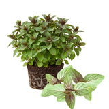 TANKDA Sets 2 Live Mint Plants Herb in 3.5" Pot, Fresh Chocolate Mint for Indoor Outdoor Growing, Spring Planting, 5-9" in Tall
