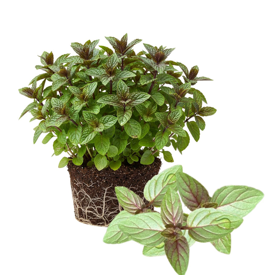 TANKDA Sets 2 Live Mint Plants Herb in 3.5" Pot, Fresh Chocolate Mint for Indoor Outdoor Growing, Spring Planting, 5-9" in Tall