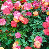 Rose Bush Live Plant - Rose Plant Live Shrub - Bareroot with Soil 5-10 Inch Tall - Fragrant Rose Flowers Heirloom Rose Shrub - No Pot (Rare Rose)