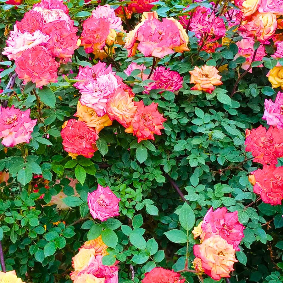 Rose Bush Live Plant - Rose Plant Live Shrub - Bareroot with Soil 5-10 Inch Tall - Fragrant Rose Flowers Heirloom Rose Shrub - No Pot (Rare Rose)