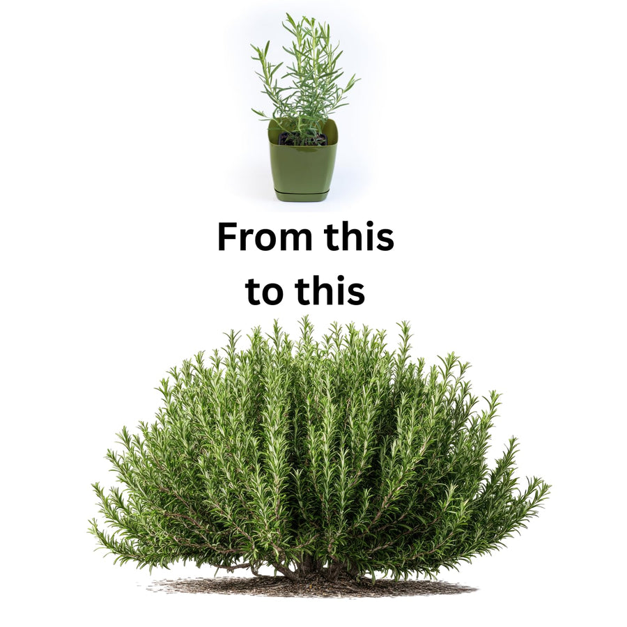 Upright Rosemary Live Plant 4-7 Inches, Hardy, Fragrant Herb for Pots and Containers Growing