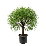 2 Willow Oak Tree Live Plants, 12–18 Inch Tall Oak Tree, Hardy Shade Tree for Outdoor Garden or Landscape