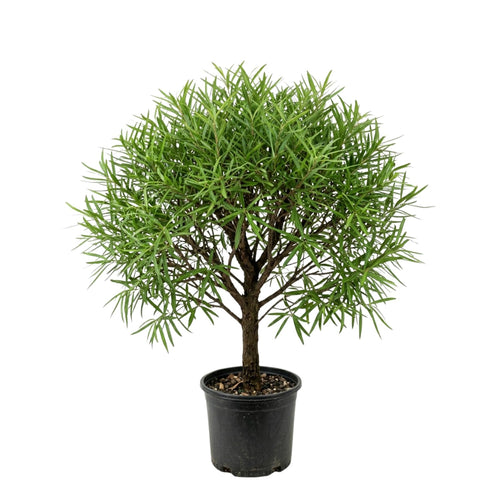 2 Willow Oak Tree Live Plants, 12–18 Inch Tall Oak Tree, Hardy Shade Tree for Outdoor Garden or Landscape