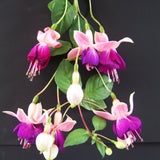 Fuchsia Plant, 3 to 4 Inch Tall Fuchsia Plants Live, Hanging Fuchsias Plants Well Rooted for Planting, Hardy Fuchsias Live Plants, Perennial, Colorful Flowers (Purple White Flowers)