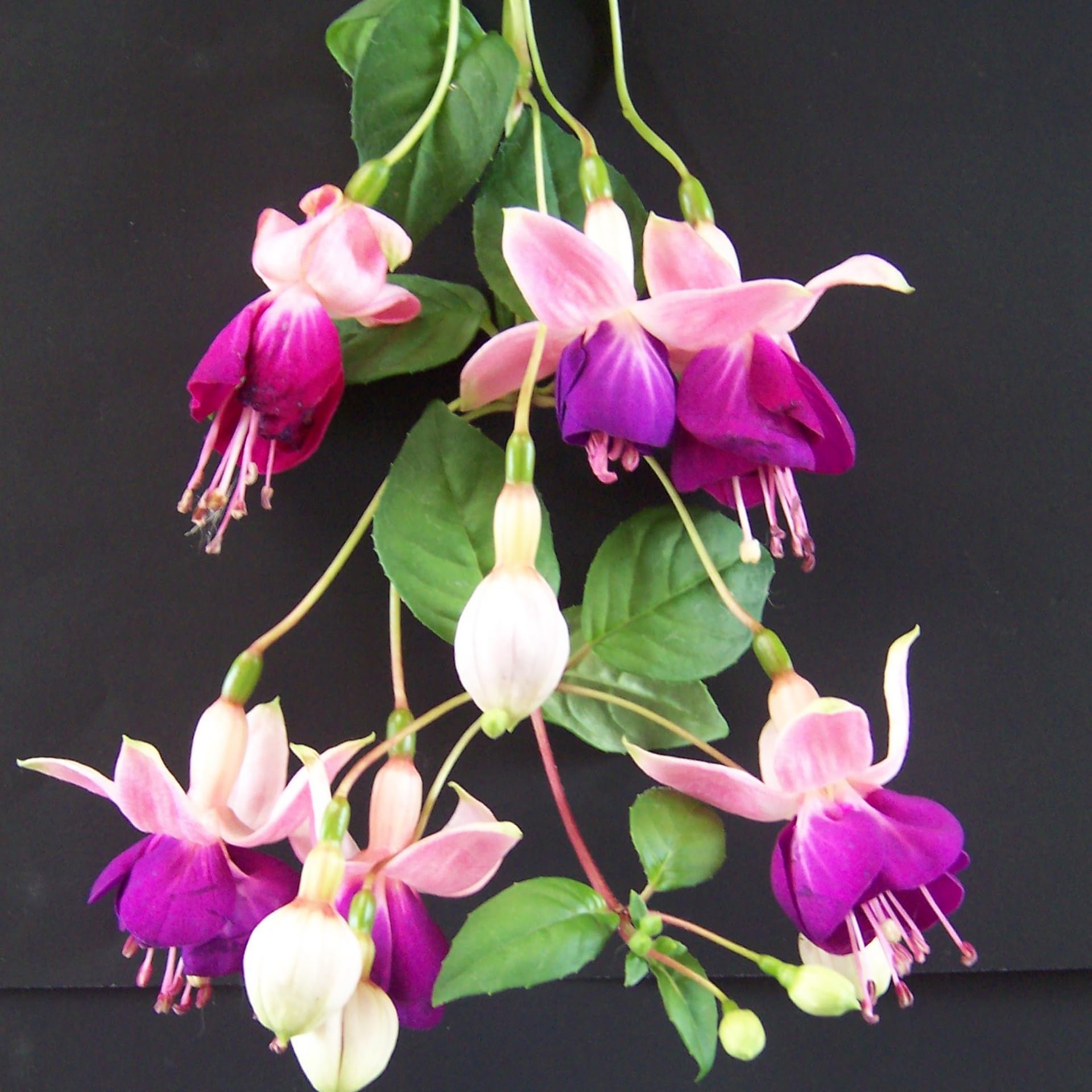 Fuchsia Plant, 3 to 4 Inch Tall Fuchsia Plants Live, Hanging Fuchsias Plants Well Rooted for Planting, Hardy Fuchsias Live Plants, Perennial, Colorful Flowers (Purple White Flowers)