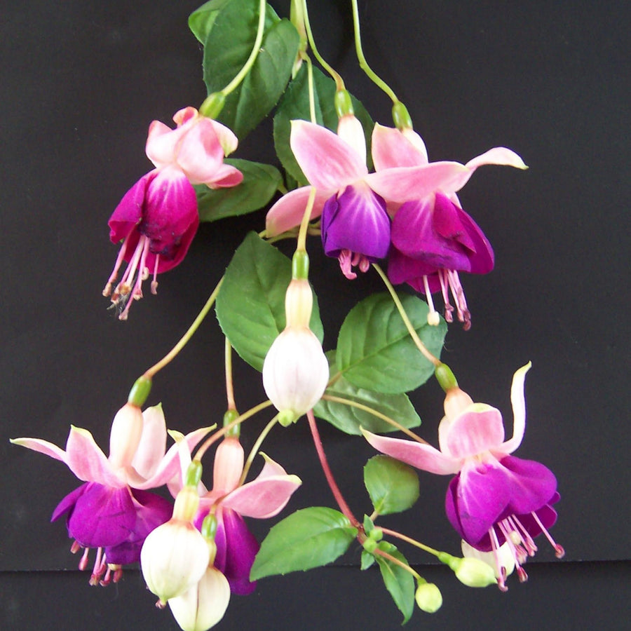 Fuchsia Plant, 3 to 4 Inch Tall Fuchsia Plants Live, Hanging Fuchsias Plants Well Rooted for Planting, Hardy Fuchsias Live Plants, Perennial, Colorful Flowers (Purple White Flowers)