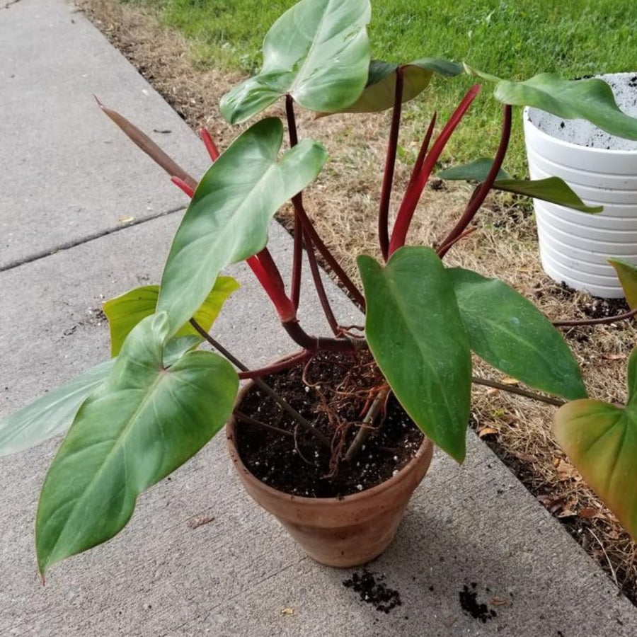Set of 2 Live Red Green Philodendron Plants in 4 Inch Pots, Tropical Indoor Houseplants with Variegated Foliage, Ready to Grow