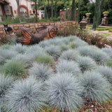 Fescue Colorgrass Ornamental Grasses Live Plants, Perennial 5-9" in Tall Live Blue Grass Plant for Planting, No Pot