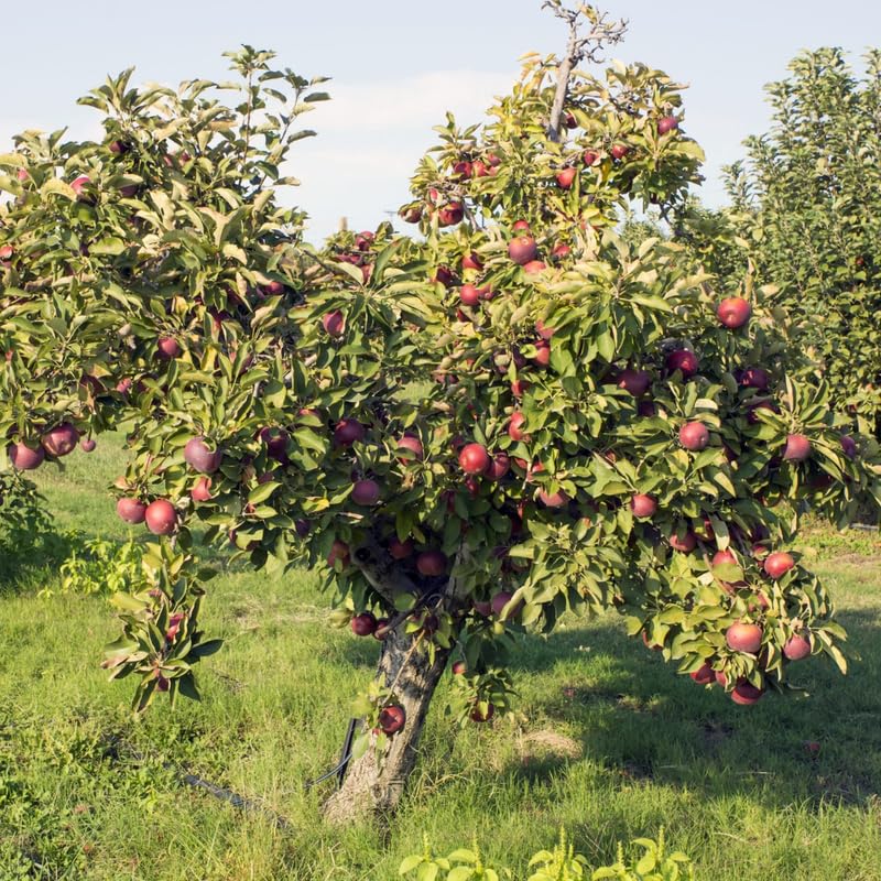 Black Apple Tree Live Plant for Planting, 18-24 Inch Height, Bareroot, Sweet Apple Plant Live for Planting, Live Apple Tree Plant, Black Apple Fruit Tree