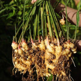 2 Thai Ginger Plants Live in Pot, Galangal Ginger for Herb Outdoor Growing, Starter Size, Fast-Growing
