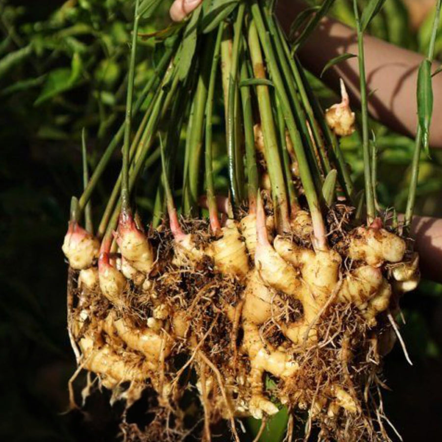 2 Thai Ginger Plants Live in Pot, Galangal Ginger for Herb Outdoor Growing, Starter Size, Fast-Growing
