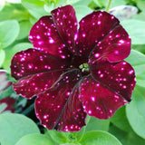 2 Sky Petunia Plants Live, Vibrant Flowering Seedlings, 5-9 Inches Tall for Outdoor Spaces, Petunia Flowers