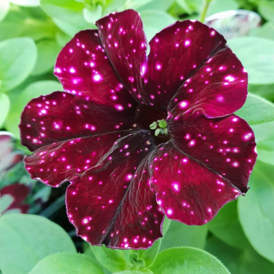2 Sky Petunia Plants Live, Vibrant Flowering Seedlings, 5-9 Inches Tall for Outdoor Spaces, Petunia Flowers