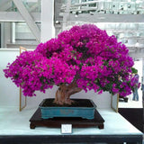 Purple Bougainvillea Tree Live Plant, 1 Year Old Ready to Plant Outdoor, Very Hardy
