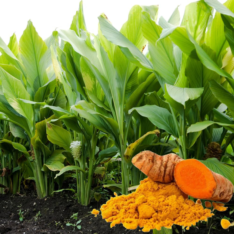 Pack 8 Turmeric Roots for Planting, Fresh Yellow Turmeric Root, Curcuma Longa, Ready for Indoor Outdoor Gardening