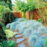 Set 2 Blue Fescue Grass Plants Live, Festuca Ornamental Grasses Live Plants Perennial, 5-8 Inches, Live Grass Plant for Planting