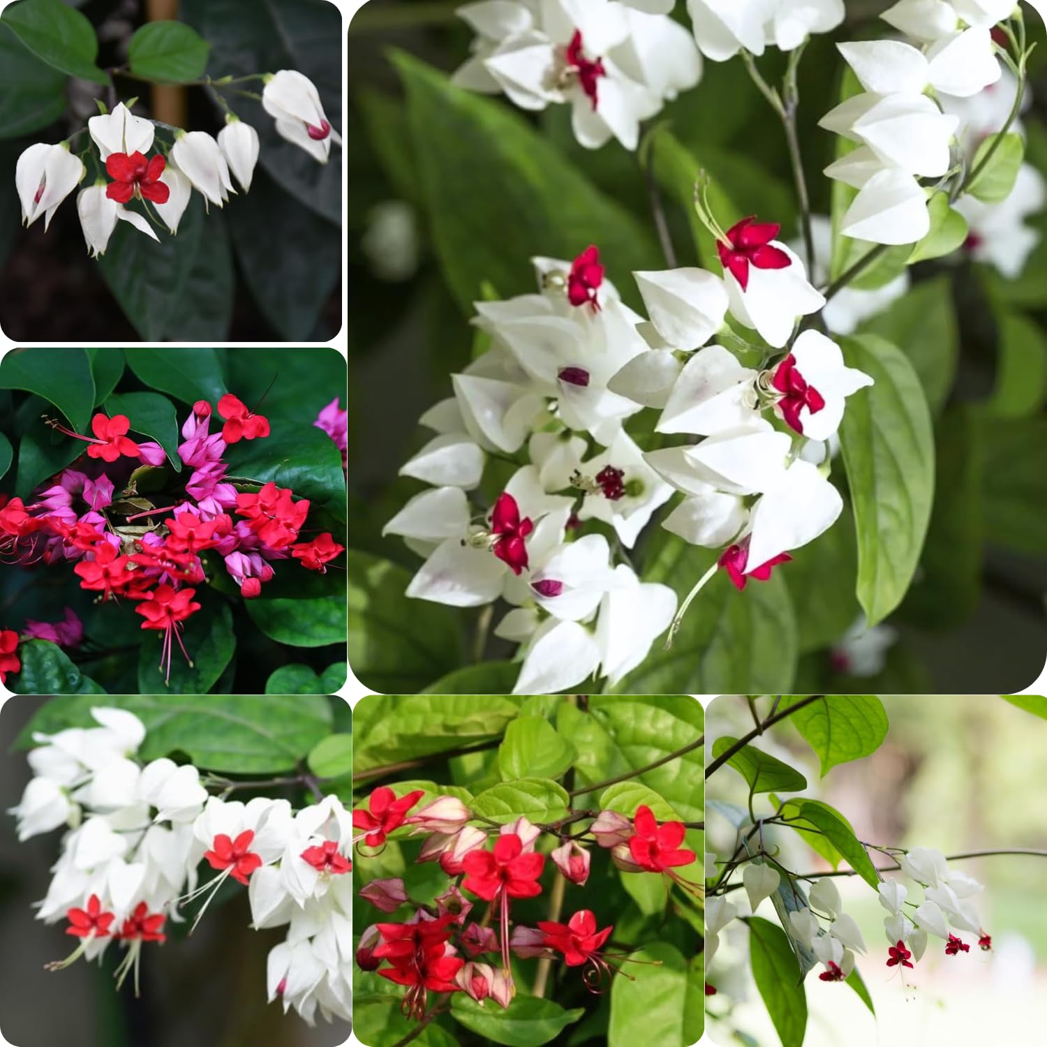2 Clerodendrum Plants Live 5-9 Inc Tall - Great for Beautifying Indoor and Outdoor Spaces - Trailing Light Bulb Flowering Vine (Mixed Bleeding Heart)
