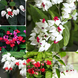 2 Clerodendrum Plants Live 5-9 Inc Tall - Great for Beautifying Indoor and Outdoor Spaces - Trailing Light Bulb Flowering Vine (Mixed Bleeding Heart)