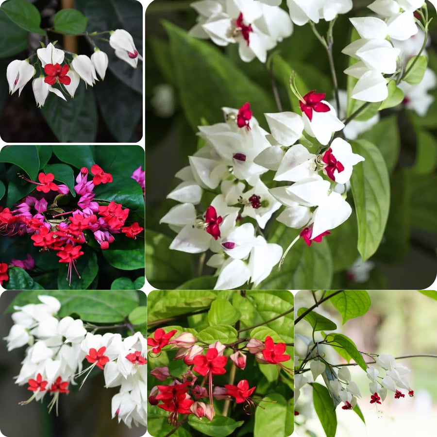 2 Clerodendrum Plants Live 5-9 Inc Tall - Great for Beautifying Indoor and Outdoor Spaces - Trailing Light Bulb Flowering Vine (Mixed Bleeding Heart)