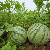 2 Red Watermelon Plants Live from 5 Inc Tall, Sweet Fruit Plant Gardening, Watermelon Live Plant Potted
