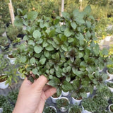 TANKDA Sets 2 Live Mint Plants Herb in 3.5" Pot, Fresh Chocolate Mint for Indoor Outdoor Growing, Spring Planting, 5-9" in Tall
