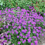 4 Purple Verbena Plants Live, 5-9" Tall Hardy Perennial Flower Plants, Well-Rooted for Outdoor Planting