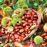 6-12" Chestnut Tree Live Plant – 1 Quart Pot, Hardy Nut Tree for Garden, Patio, or Outdoor Planting, Well-Rooted Starter Tree