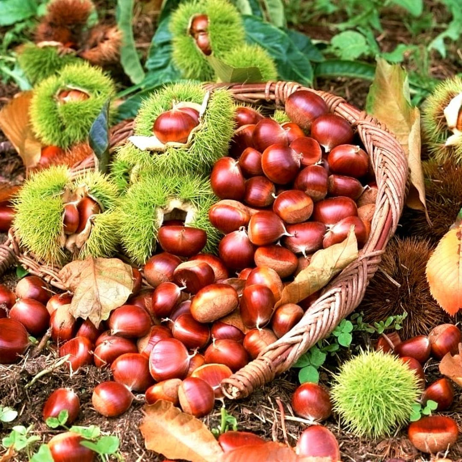 6-12" Chestnut Tree Live Plant – 1 Quart Pot, Hardy Nut Tree for Garden, Patio, or Outdoor Planting, Well-Rooted Starter Tree