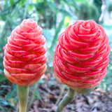 5 Shampoo Ginger Roots, Zingiber Zerumbet Pinecone Ginger Rhizomes, Awapuhi Fresh Ginger Rhizomes to Grow Indoor Outdoor