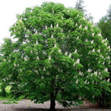 Live Horse Chestnut Tree Plant 3-5 Inch Tall, Chestnut Plant 4" Pot, Hardy Ornamental Plants for Yard