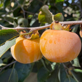 Set 2 Persimmon Live Plants, 1-2 Ft Bare Root Persimmon Plant, Perennial Hardy Fruit Plant for Garden, Patio and Landscape