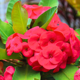 Crown of Thorns Plant, Euphorbia Milii Plant Live, Crown of Thorns Cactus Plant 4 to 7 Inches Height No Pot, Live Cactus Plant Indoor (Red)