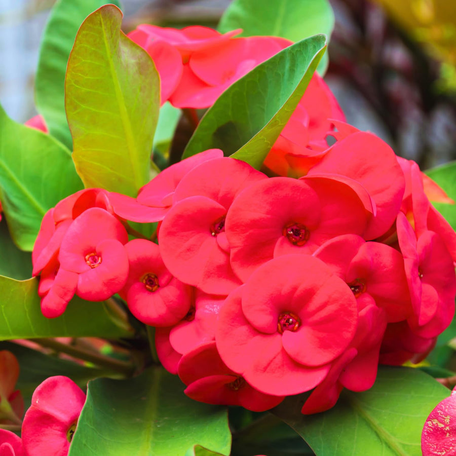 Crown of Thorns Plant, Euphorbia Milii Plant Live, Crown of Thorns Cactus Plant 4 to 7 Inches Height No Pot, Live Cactus Plant Indoor (Red)