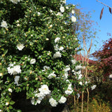 Camellia Plant Live for Outdoor Planting, Camellias Starter in 4'' Pot, Vibrant Ornamental Blooms, 8-12'' Tall (White Camellia)